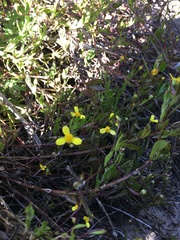 Osteospermum ciliatum