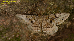Lepidoptera
