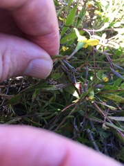 Osteospermum ciliatum