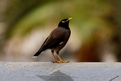 Acridotheres tristis