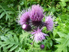 Cirsium alsophilum