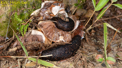 Meghimatium fruhstorferi