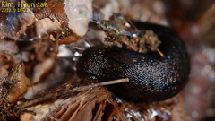 Meghimatium fruhstorferi