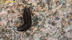 Meghimatium fruhstorferi