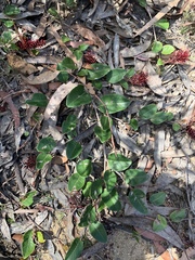 Grevillea laurifolia