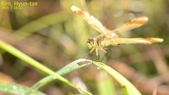 Sympetrum