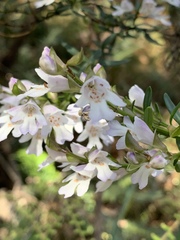 Prostanthera linearis