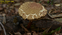 Basidiomycota