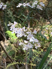 Prostanthera linearis