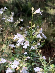 Prostanthera linearis