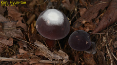 Basidiomycota