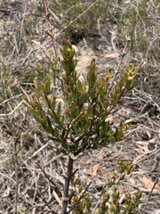 Prostanthera hindii