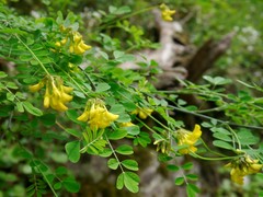 Hippocrepis