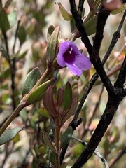 Prostanthera hindii