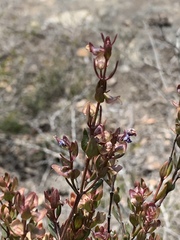 Prostanthera hindii