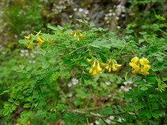 Hippocrepis