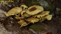 Basidiomycota