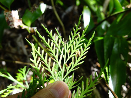 Image of Asplenium haurakiense by (c) Jacqui Geux, some rights reserved (CC BY)