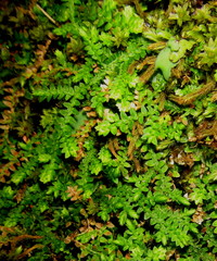 Selaginella mittenii