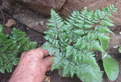 Cheilanthes quadripinnata