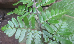 Cheilanthes quadripinnata