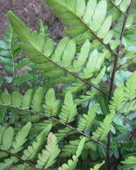 Cheilanthes quadripinnata