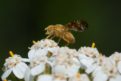 Oxyna flavipennis