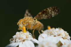 Oxyna flavipennis