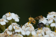 Oxyna flavipennis
