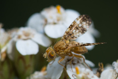 Oxyna flavipennis
