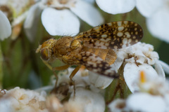 Oxyna flavipennis