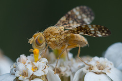 Oxyna flavipennis