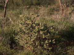 Eremophila forrestii
