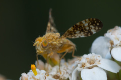 Oxyna flavipennis