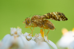Oxyna flavipennis