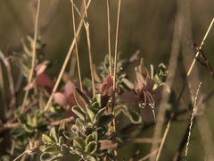 Eremophila forrestii