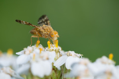 Oxyna flavipennis