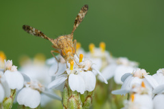 Oxyna flavipennis