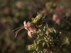 Eremophila forrestii