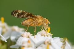 Oxyna flavipennis