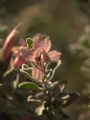 Eremophila forrestii