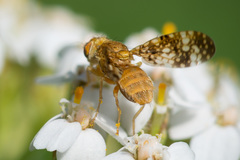 Oxyna flavipennis