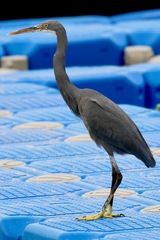 Egretta gularis