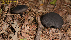 Basidiomycota