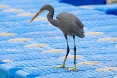 Egretta gularis