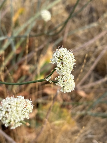 tall woolly buckwheat (Eriogonum elatum)