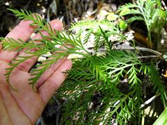 Asplenium haurakiense