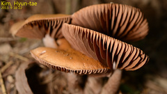 Basidiomycota
