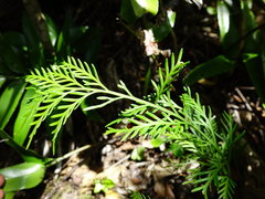 Asplenium haurakiense