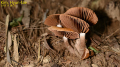 Basidiomycota